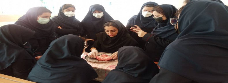 تشریح مغز گوسفند در کلاس زیست پایه هشتم تشریح مغز گوسفند در کلاس زیست پایه هشتم